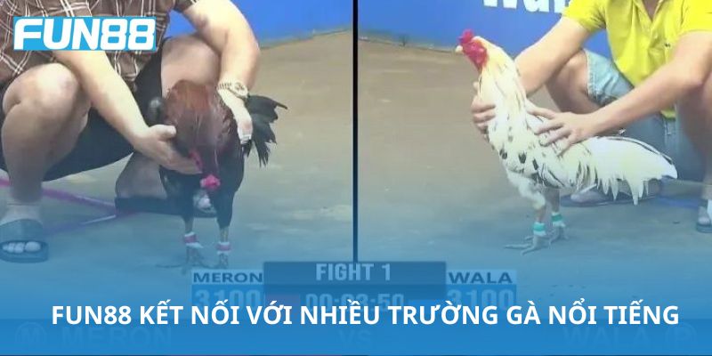 Fun88 kết nối với các trường gà hàng đầu tại Philippines và Campuchia